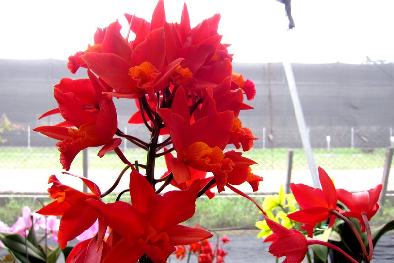 Red Orchid Flowers — Vibrant, Photograph