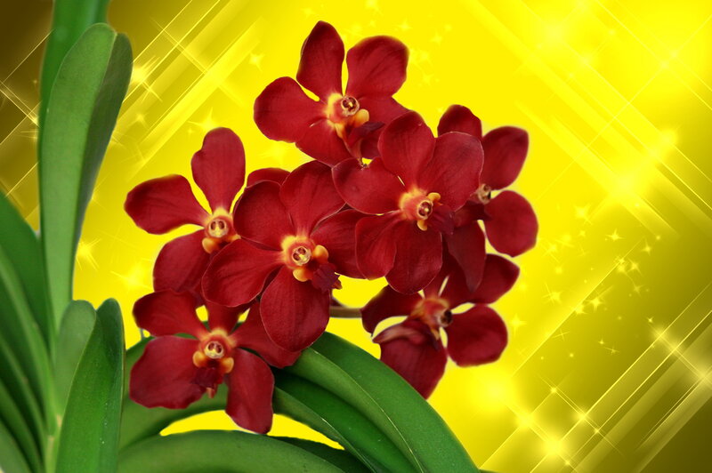 Red Orchid Flowers — Vibrant