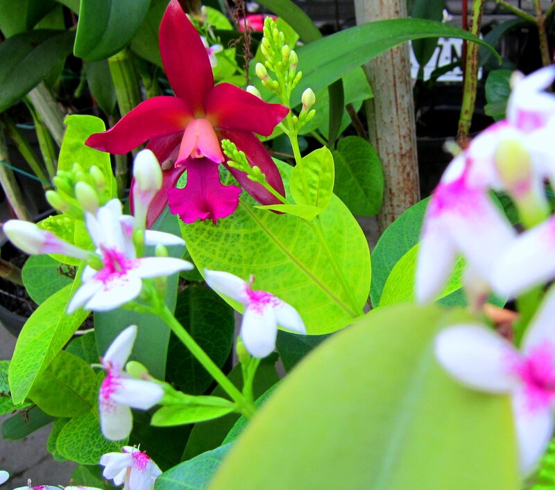 Red Orchid with White Flowers