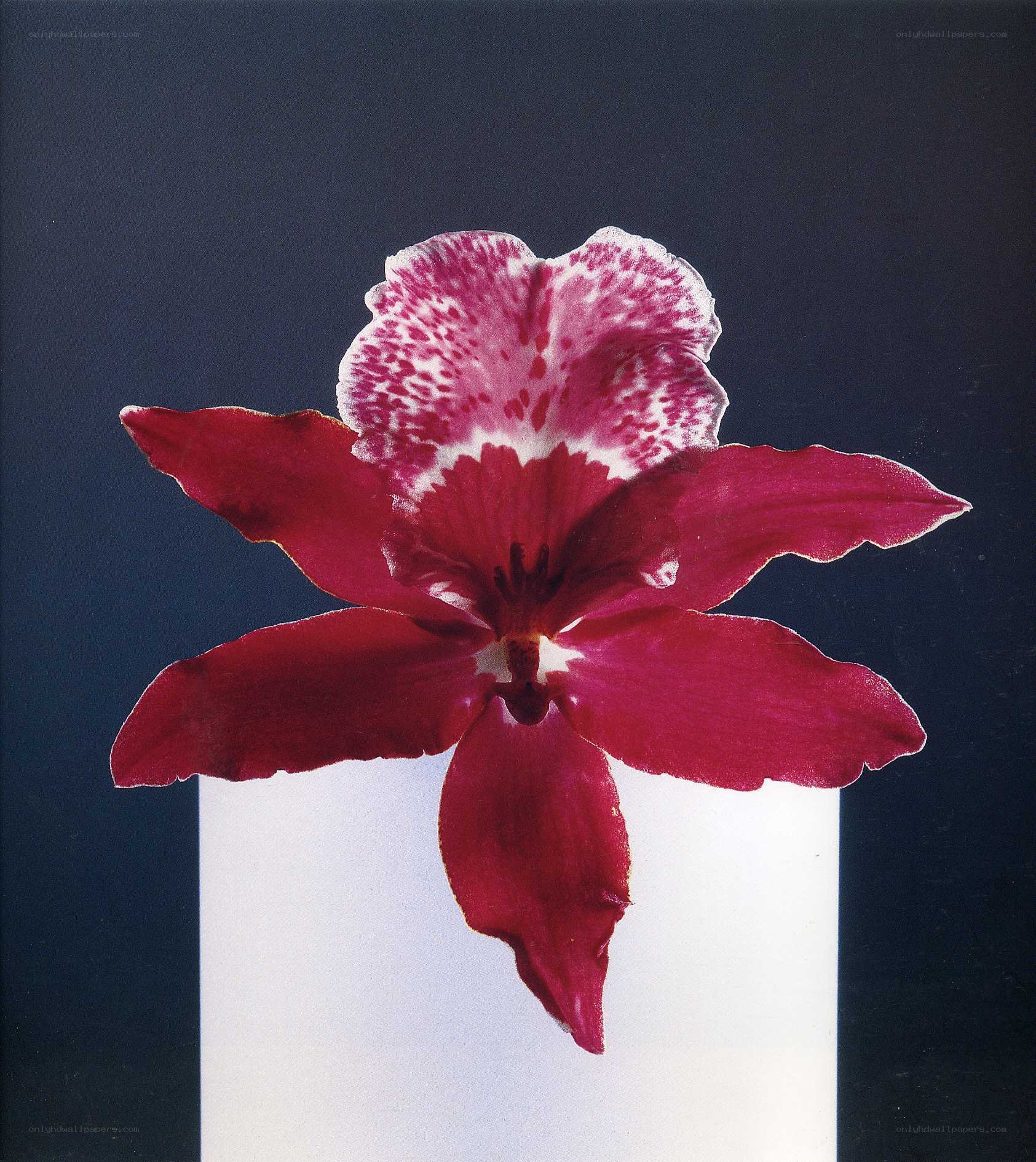 red orchid with white speckles