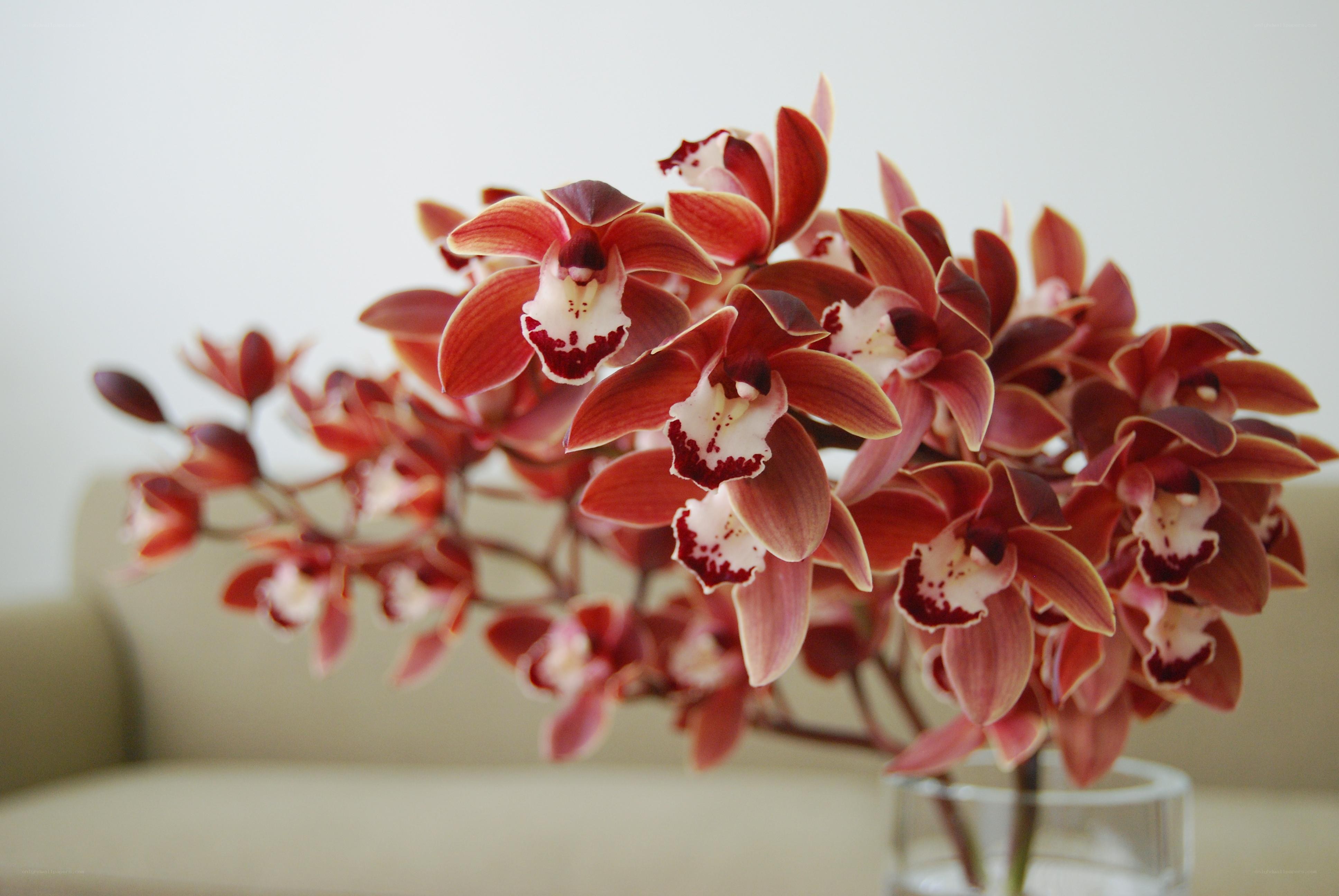 Red orchids in a glass vase