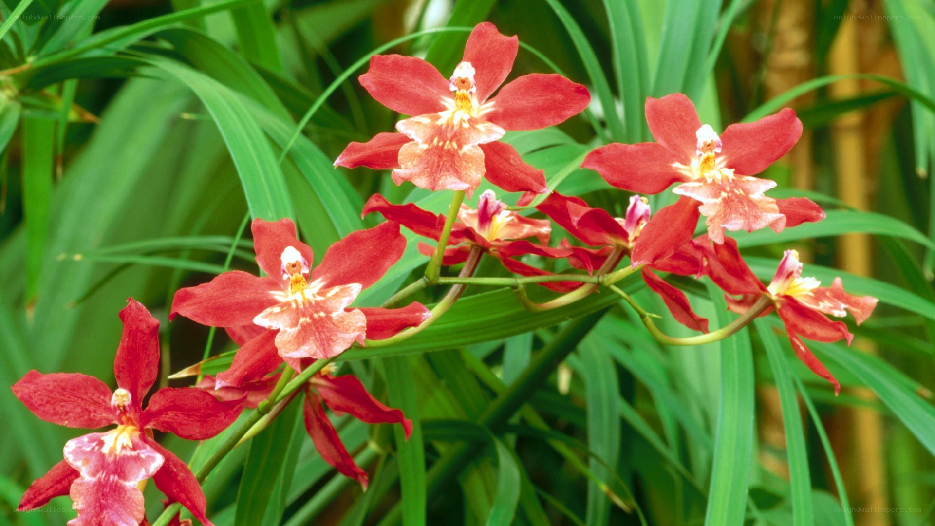red orchids in green foliage