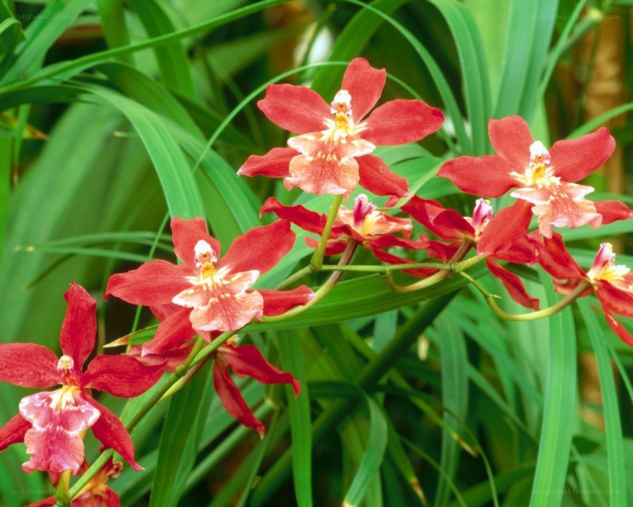 red orchids in green foliage
