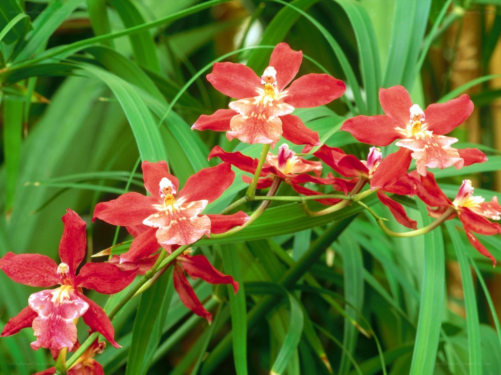 Red orchids in green foliage