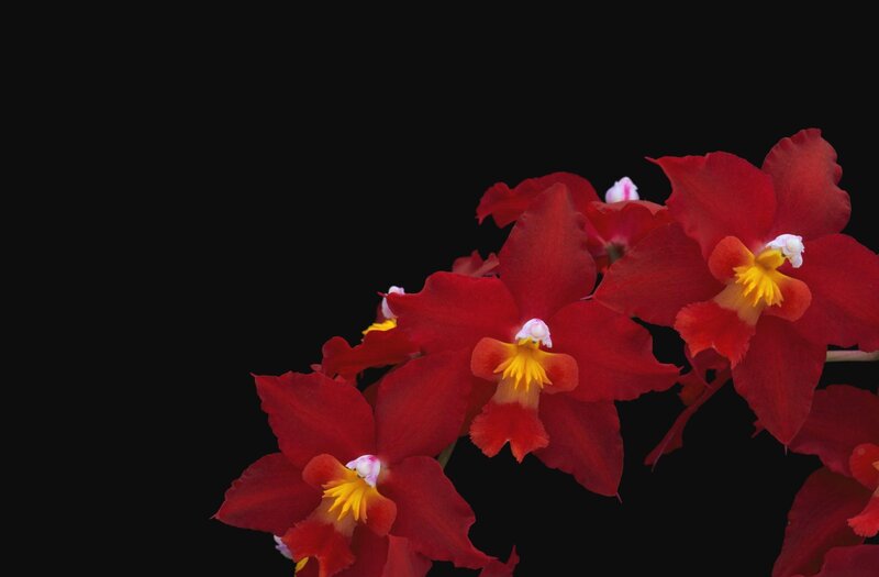 Red orchids on black background