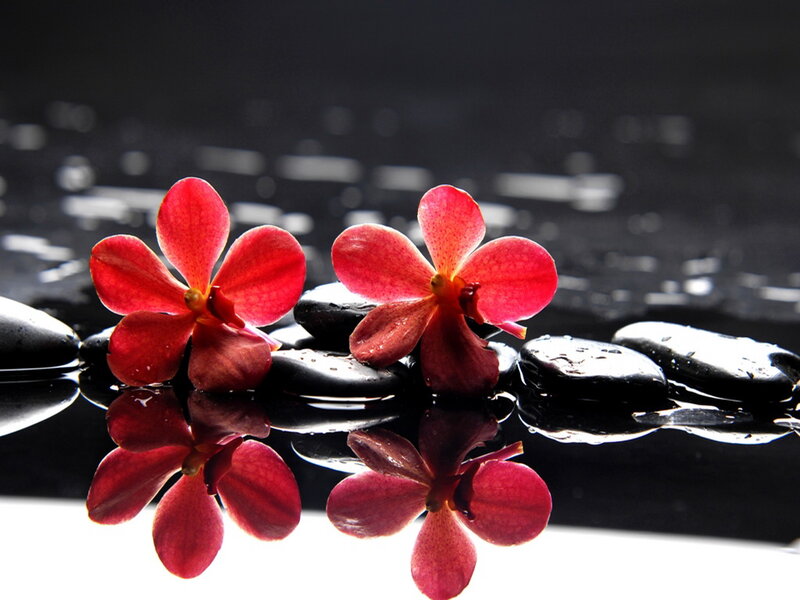 Red Orchids on Black Stones