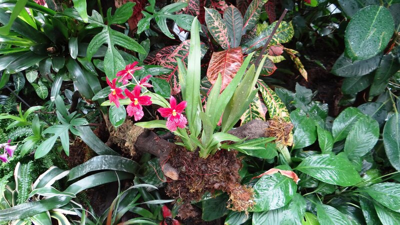 Red Orchids on Moss