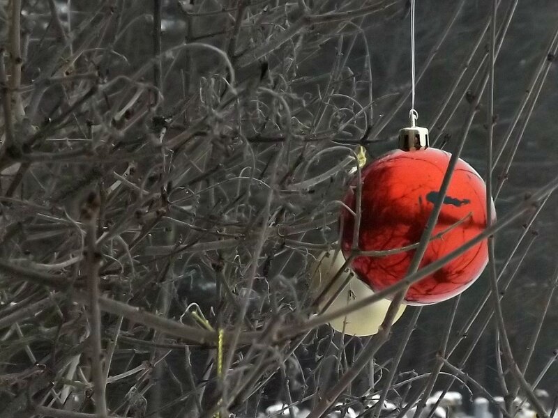 Red Ornament in Branches