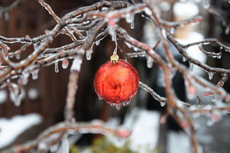 Red Ornament on Branch — Cold