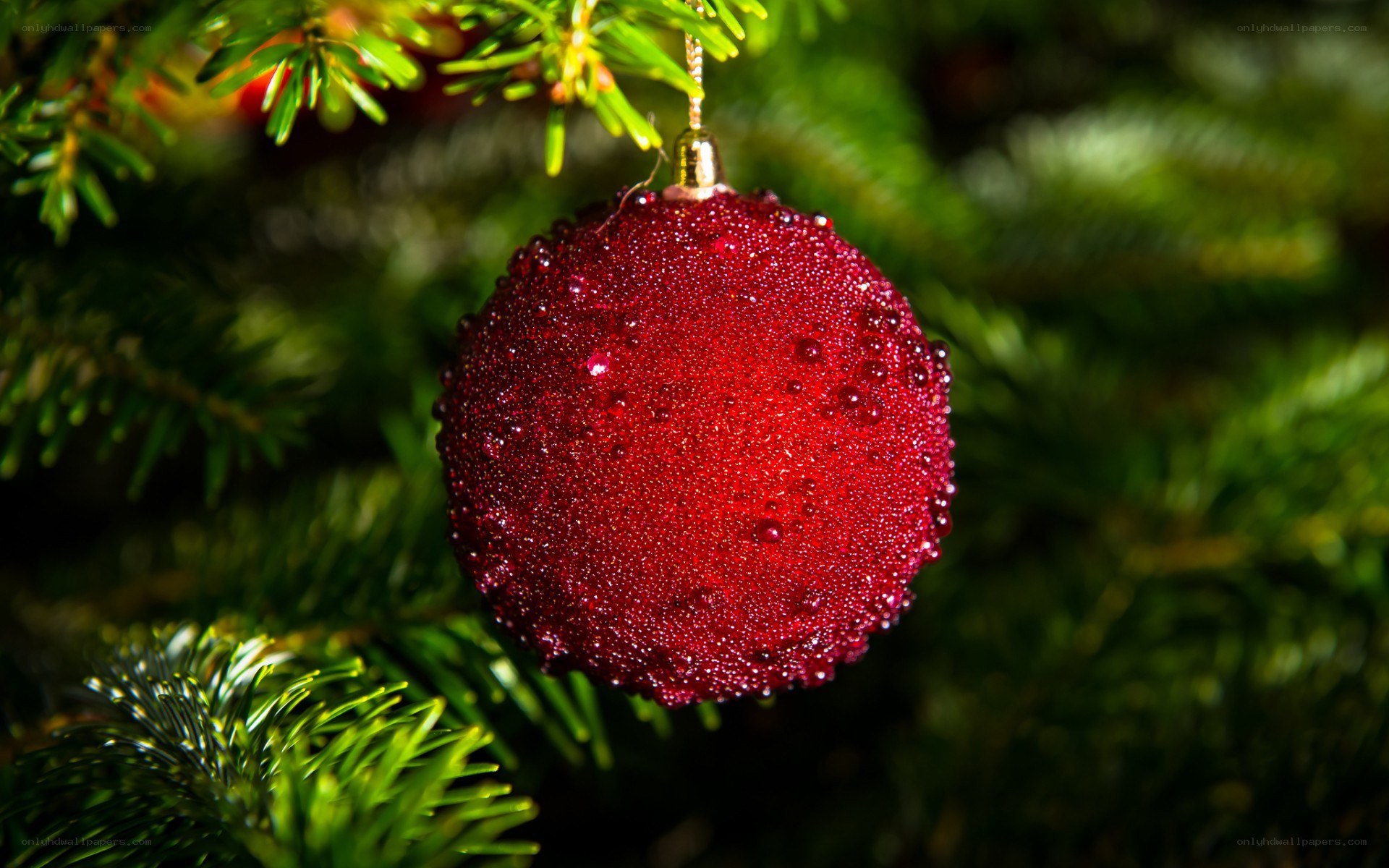 Red ornament on Christmas tree