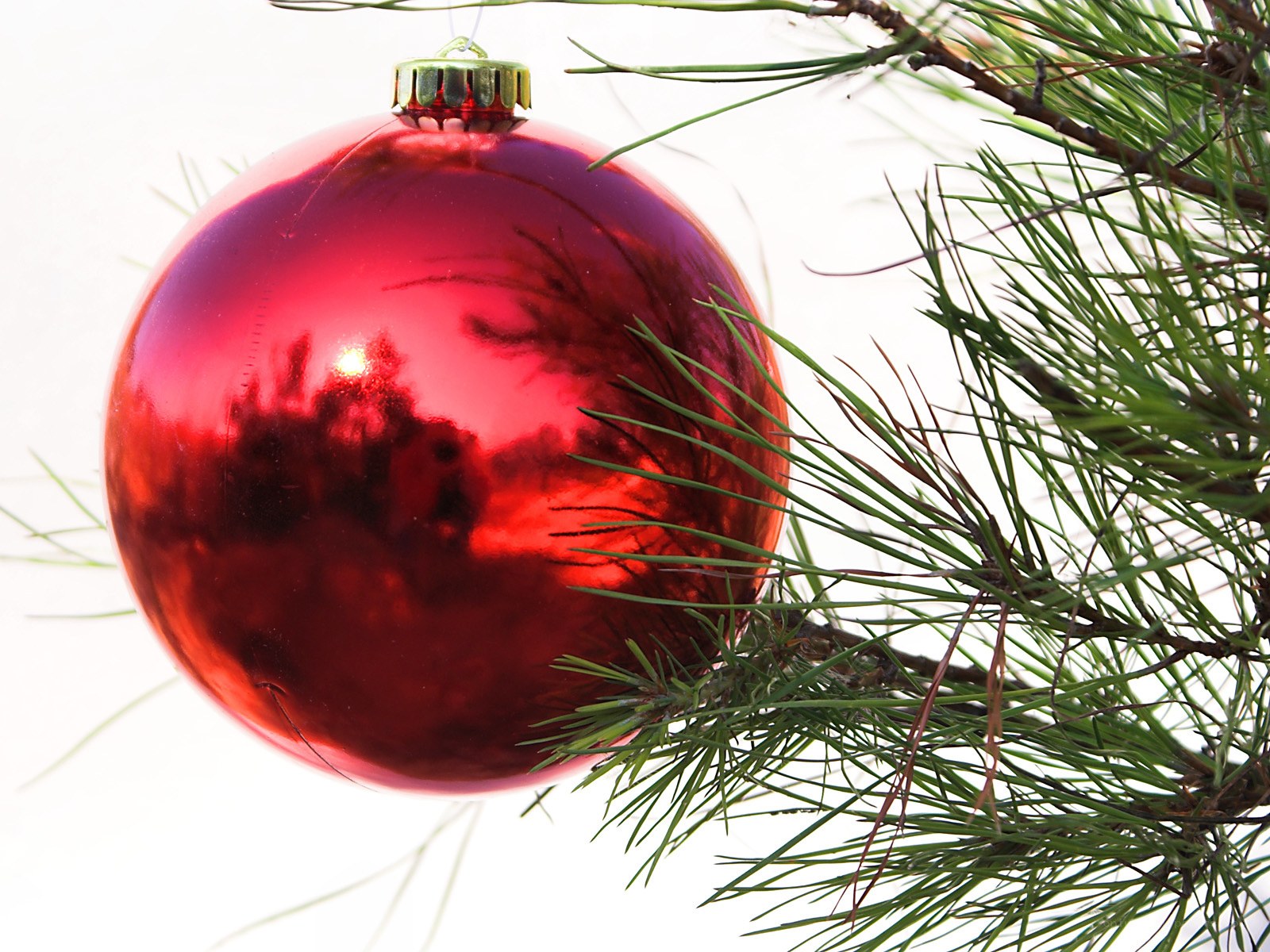 Red ornament on pine branch