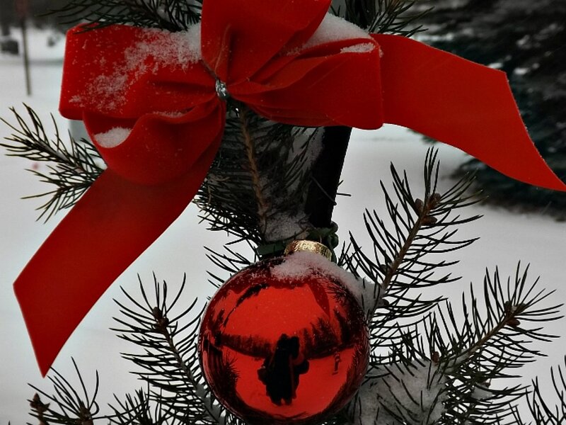 Red Ornament on Pine Branch — Festive, Winter, Photograph
