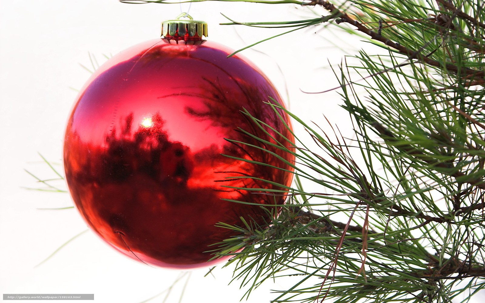 Red ornament on pine branch