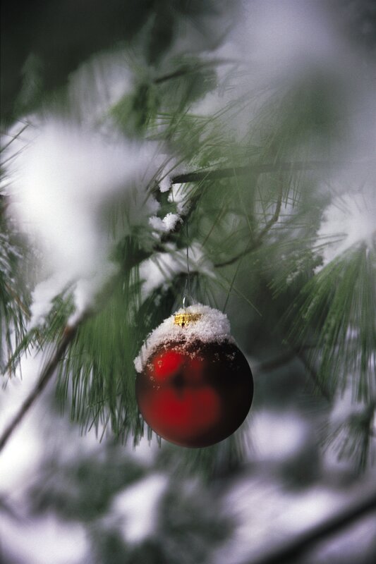 Red ornament on snowy pine