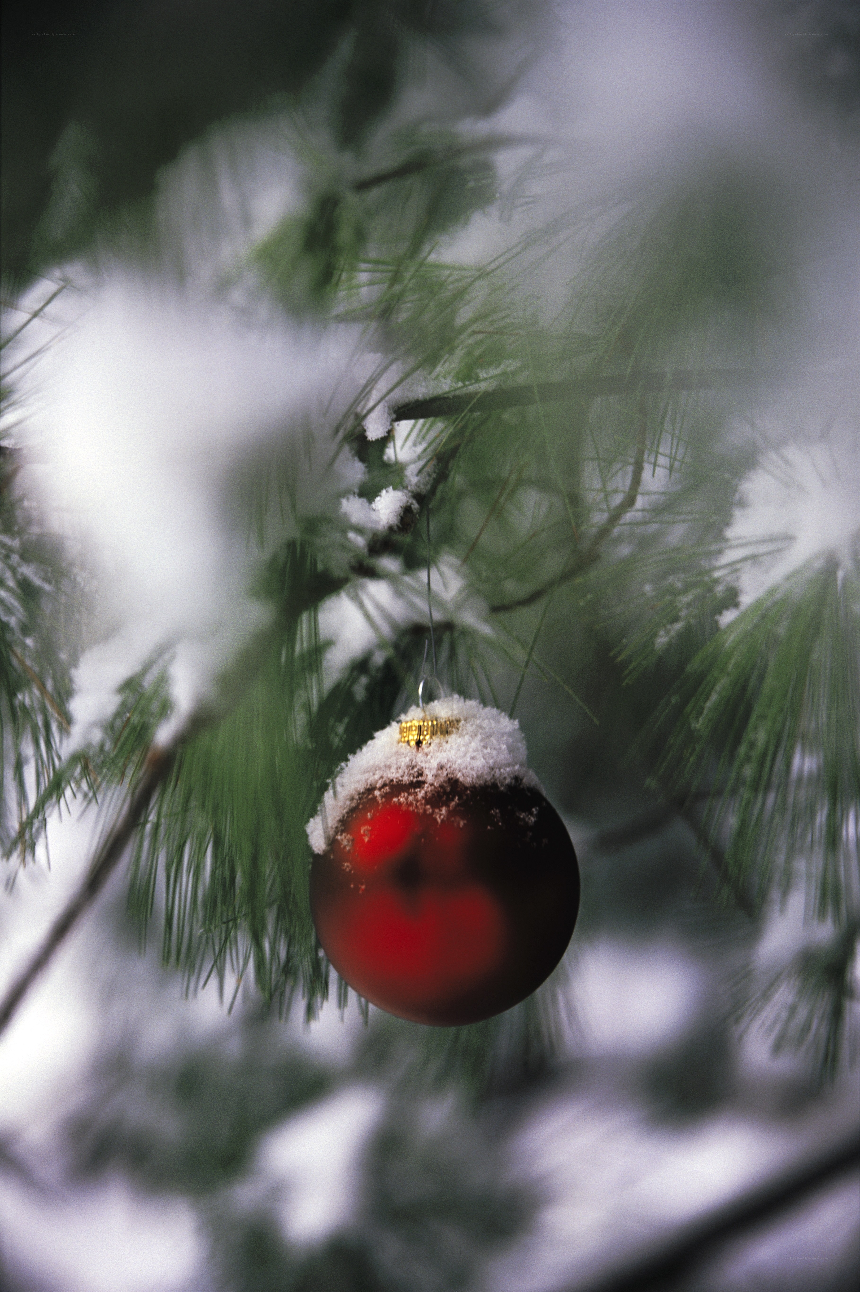 Red ornament on snowy pine