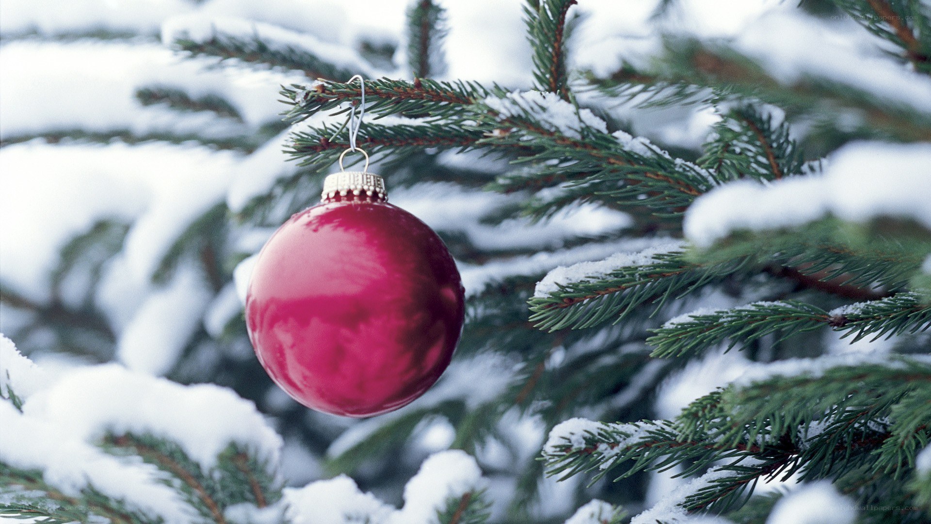 Red ornament on snowy tree