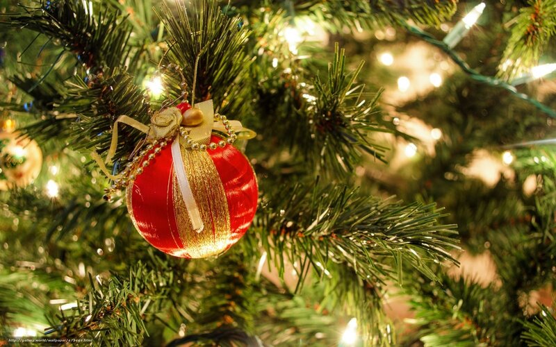 Red Ornament on Tree — Green, Festive, Night, Photograph, Tree Branches, Lights