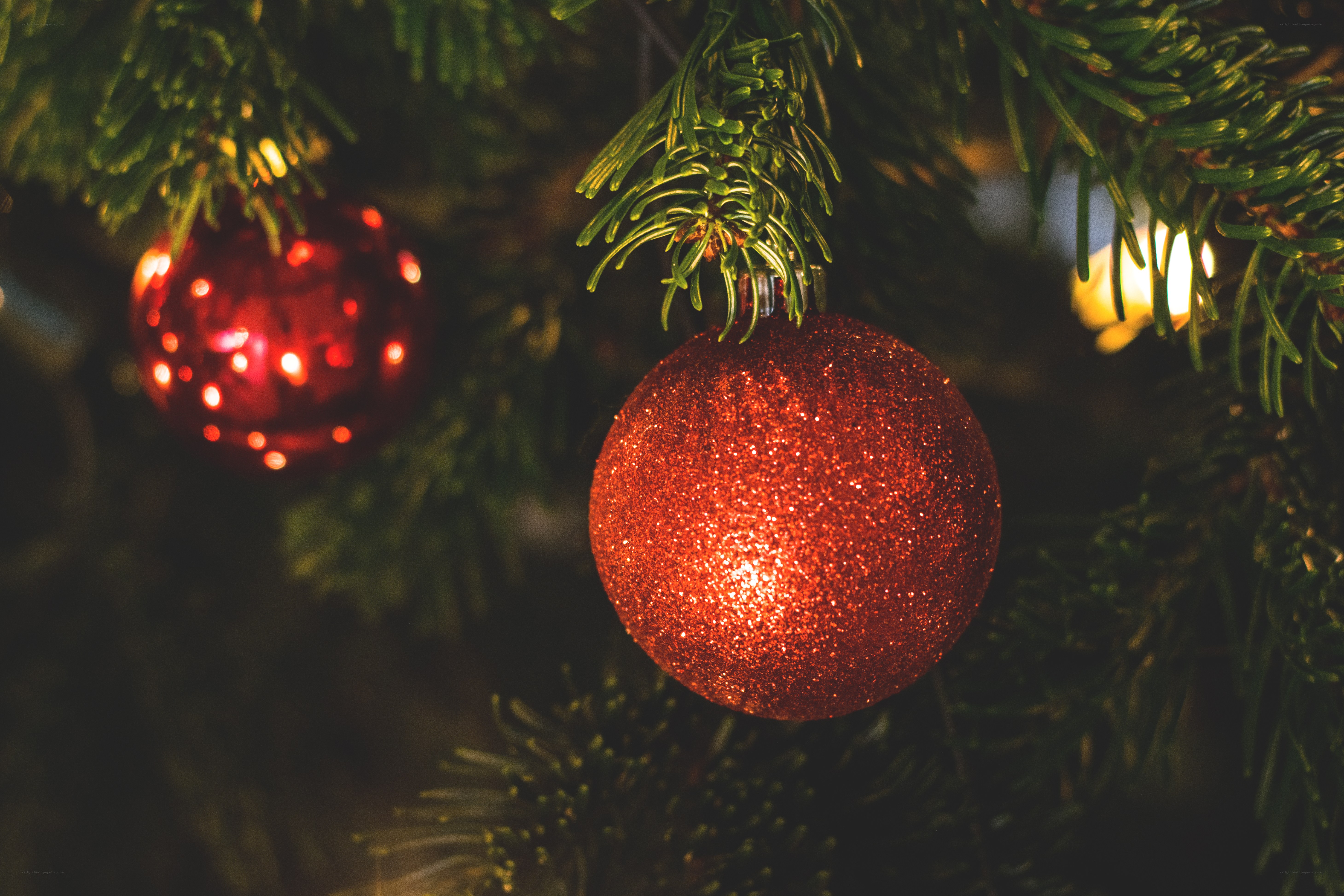 Red ornaments on a Christmas tree