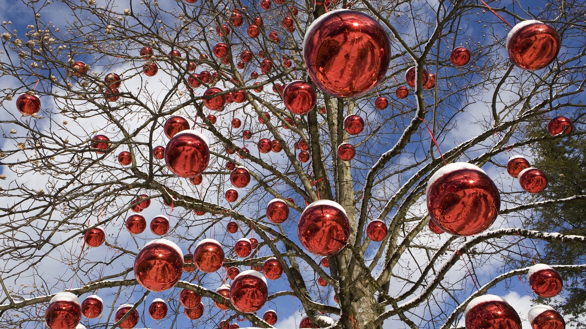 Red ornaments on a snowy tree