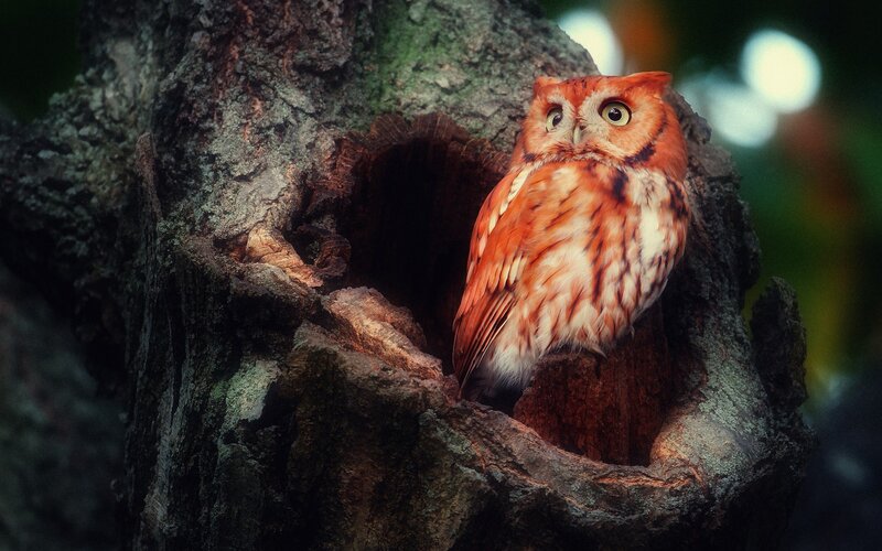Red Owl in Tree Hollow — Brown, Natural