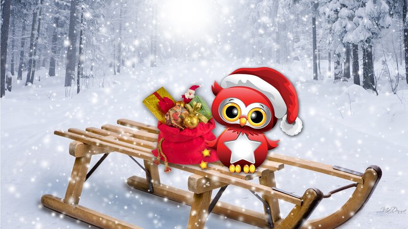 Red Owl on Sled