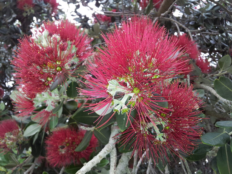 Red Pōhutukawa Flowers — Natural