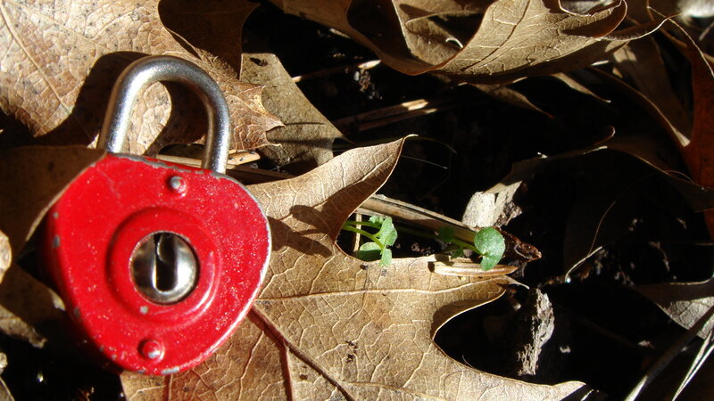 Red padlock on fallen leaves