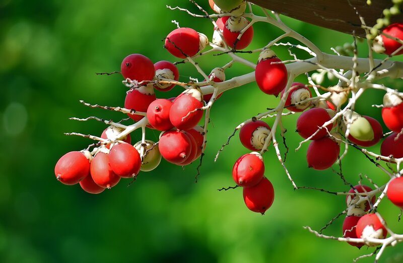 Red Palm Fruit Cluster — Natural
