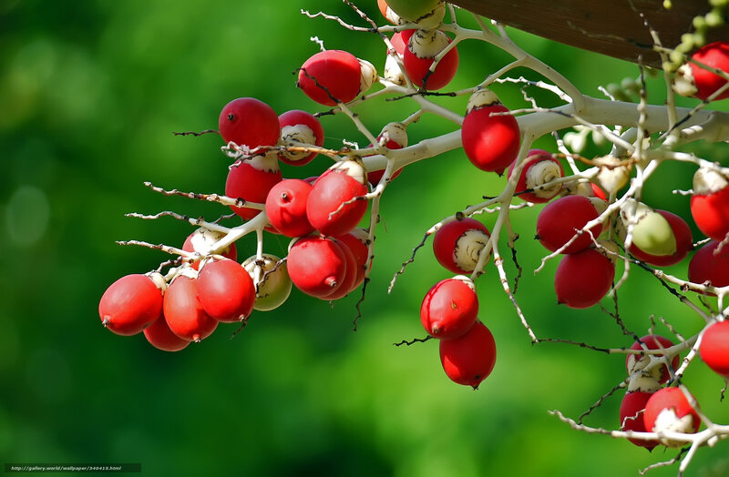 Red palm fruit cluster