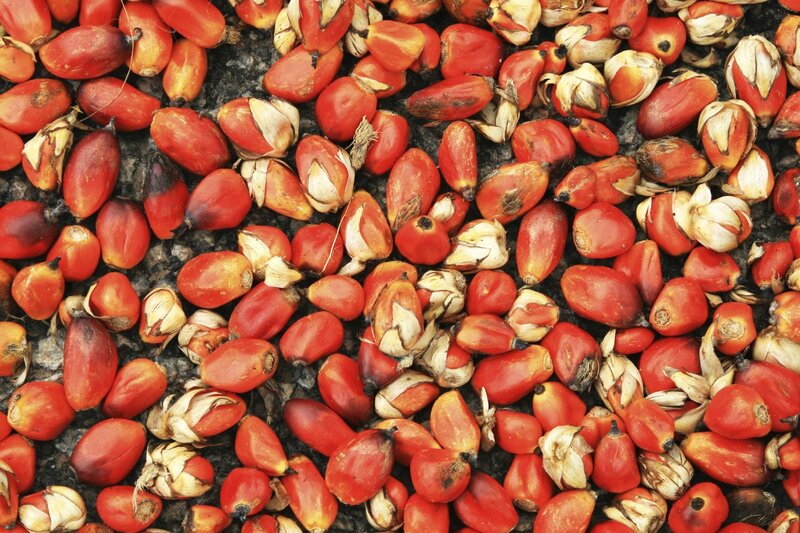 Red Palm Fruits