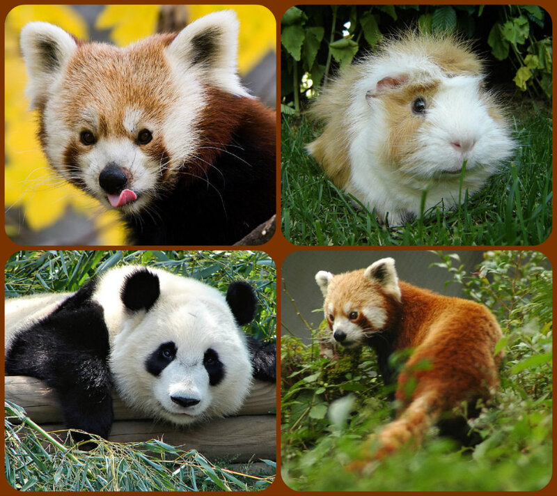 Red Panda and Guinea Pig