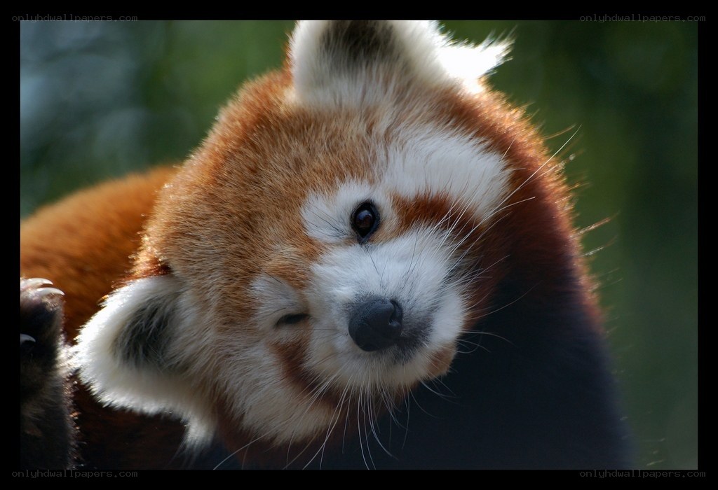 Red panda close-up portrait