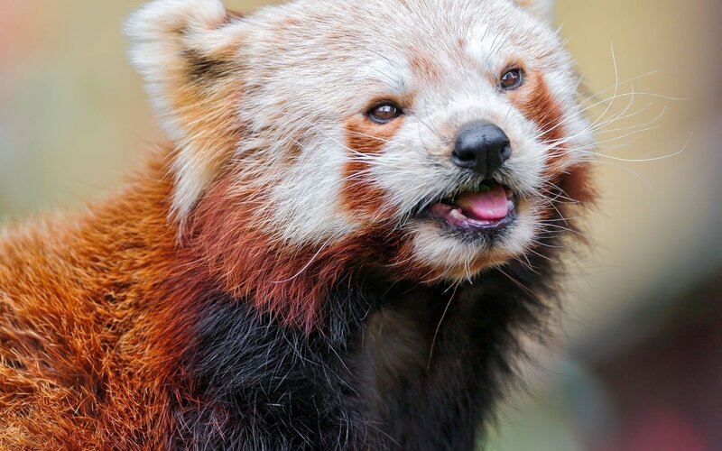 Red panda close-up portrait