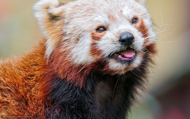 Red Panda Close-up