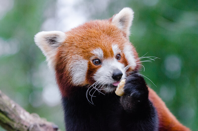 Red panda eating a snack