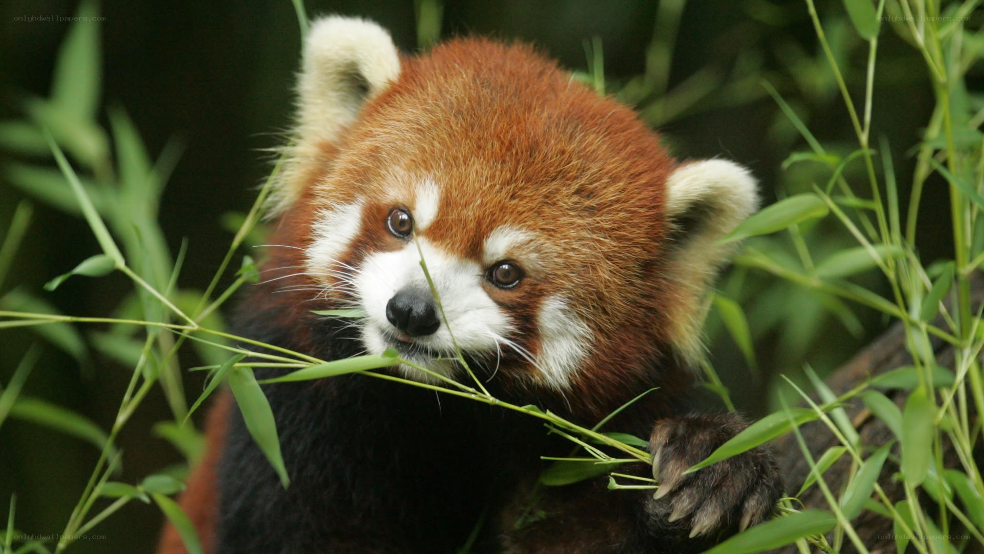 Red panda eating bamboo