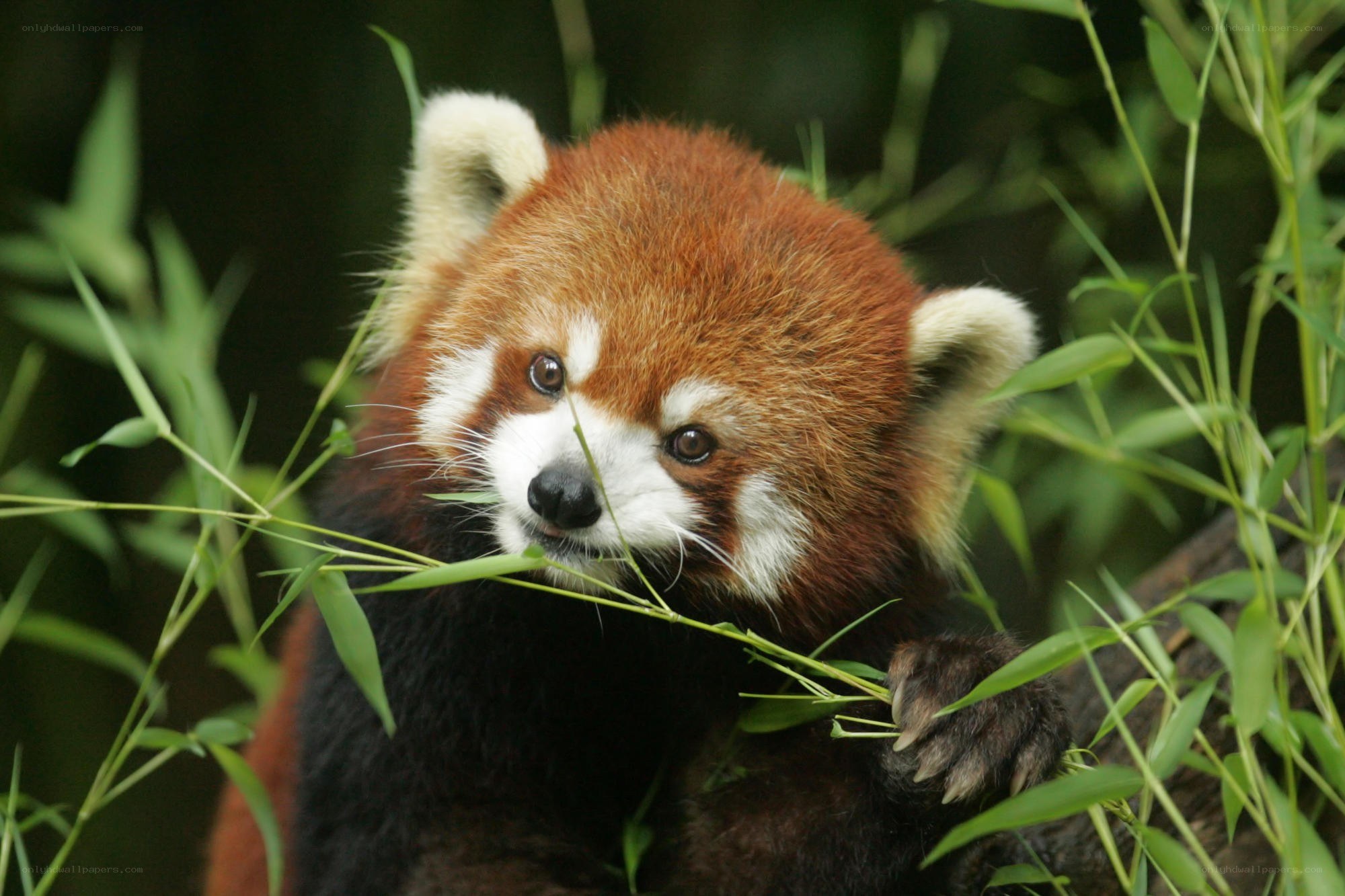 Red panda eating bamboo