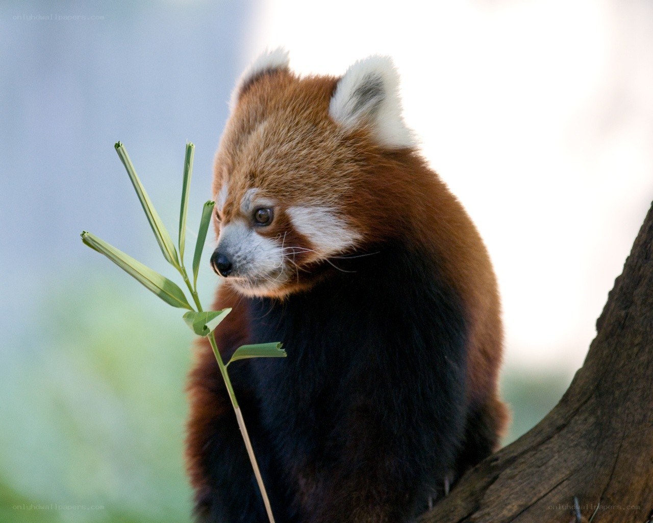 Red panda eating bamboo