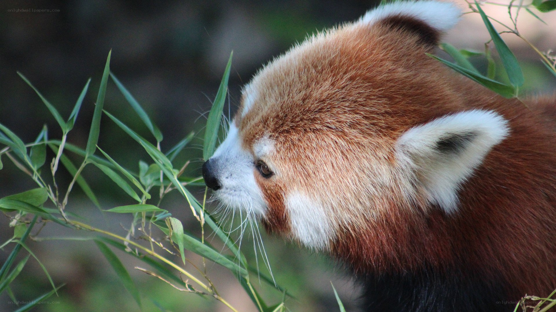 Red panda eating bamboo