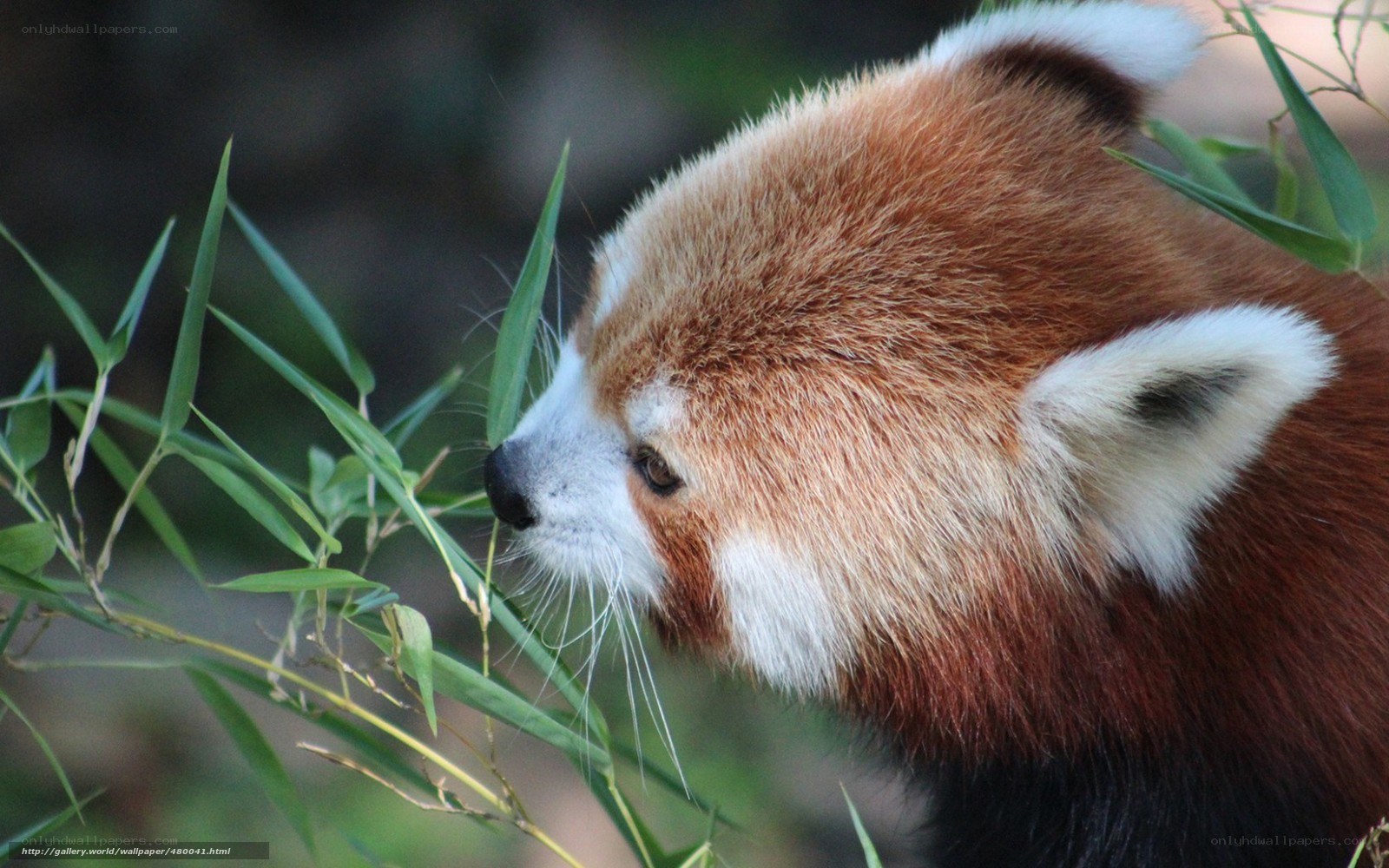 Red panda eating bamboo