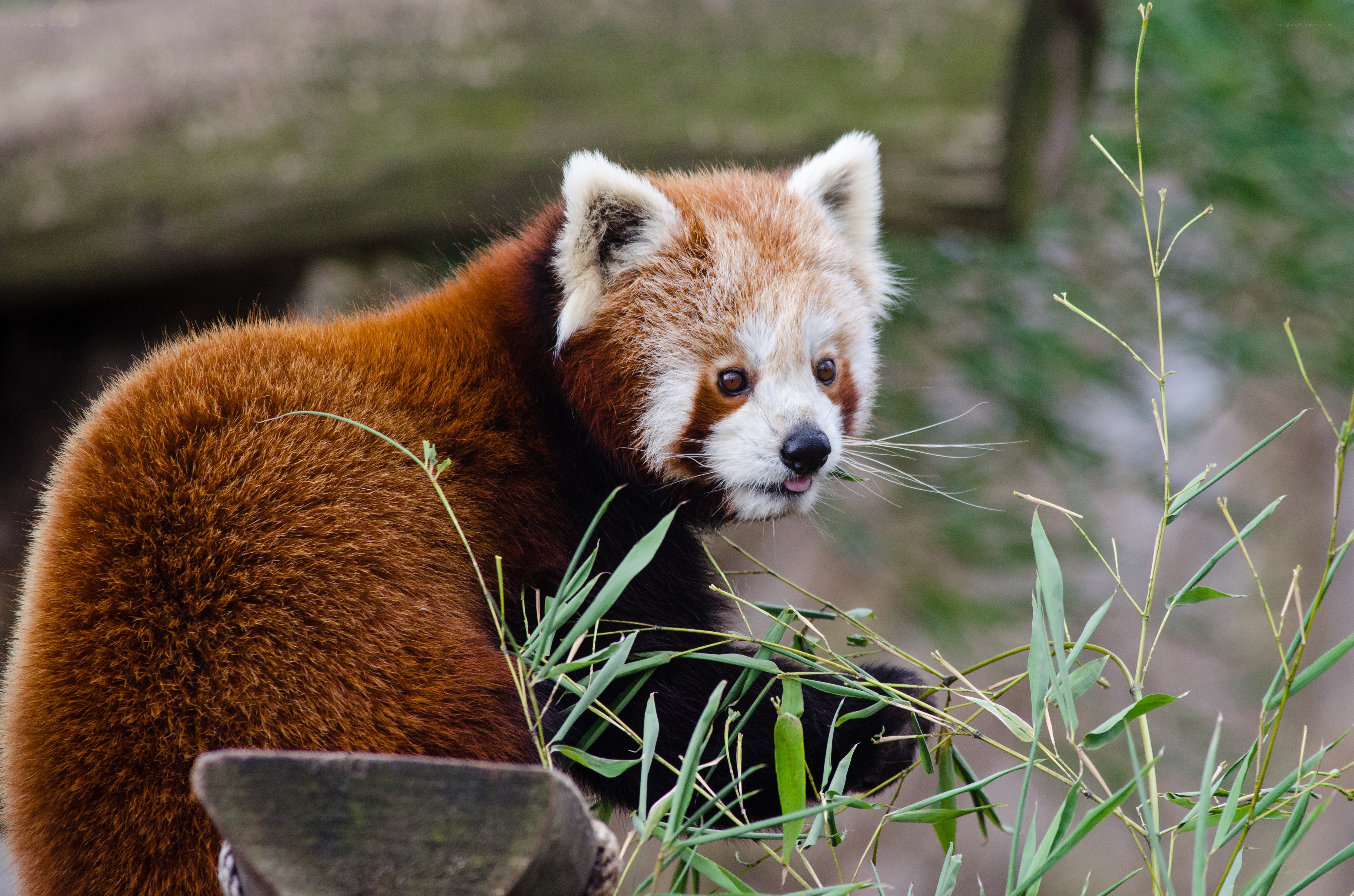 Red panda eating bamboo
