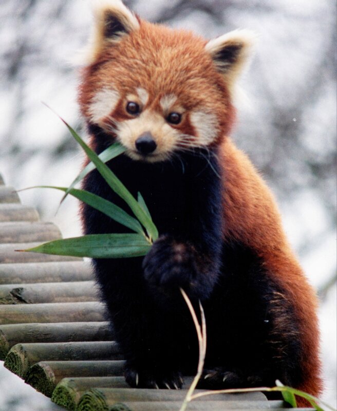 Red panda eating bamboo