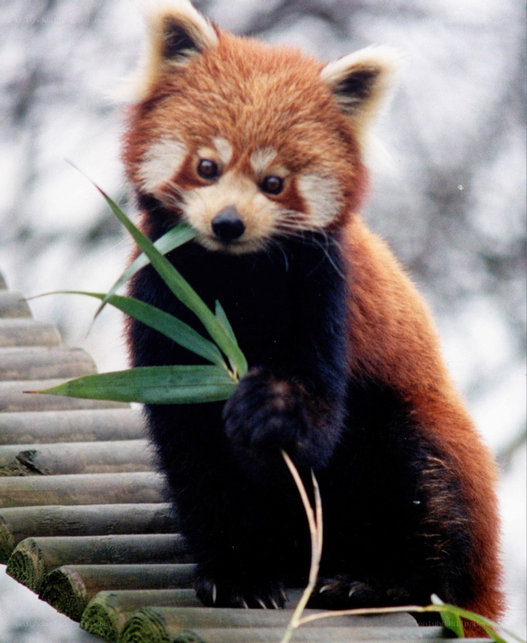 Red panda eating bamboo