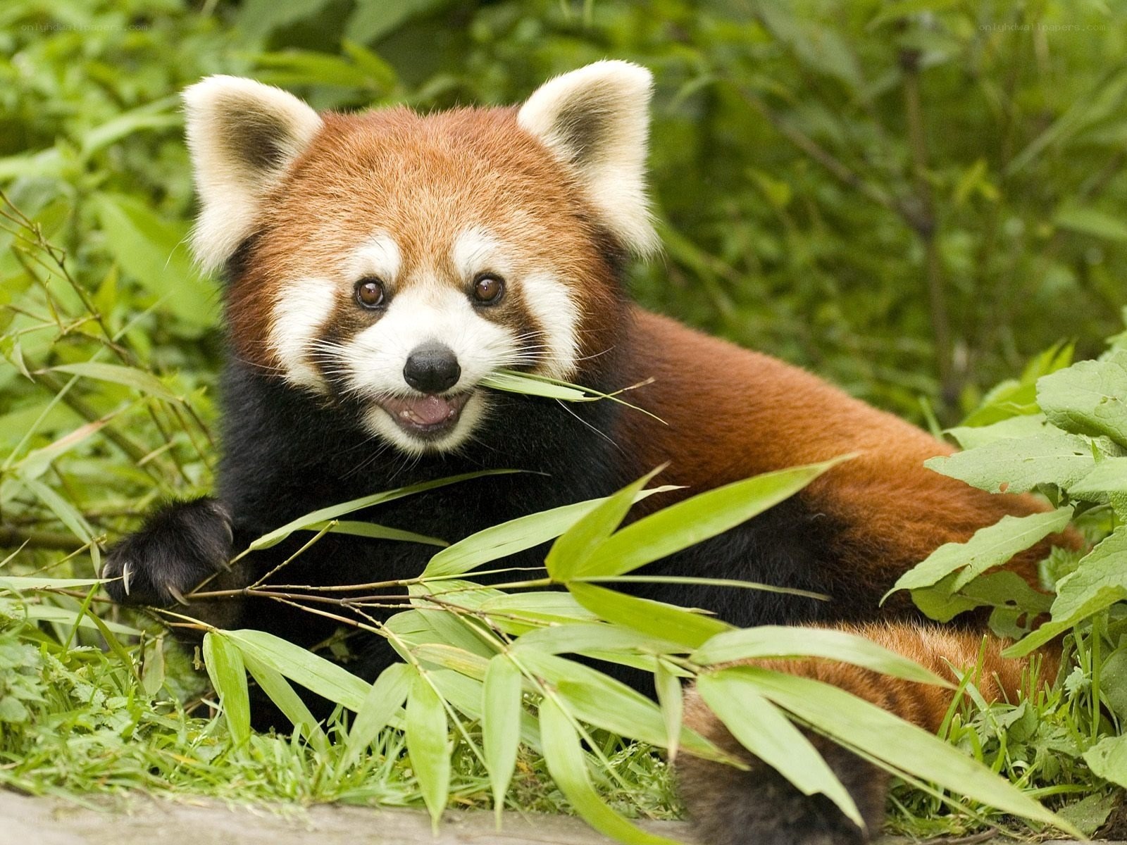 Red panda eating bamboo