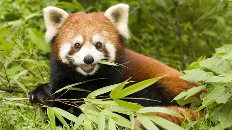Red panda eating bamboo