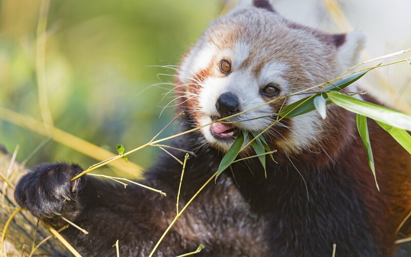 Red Panda Eating Bamboo — Brown, Calm, Afternoon