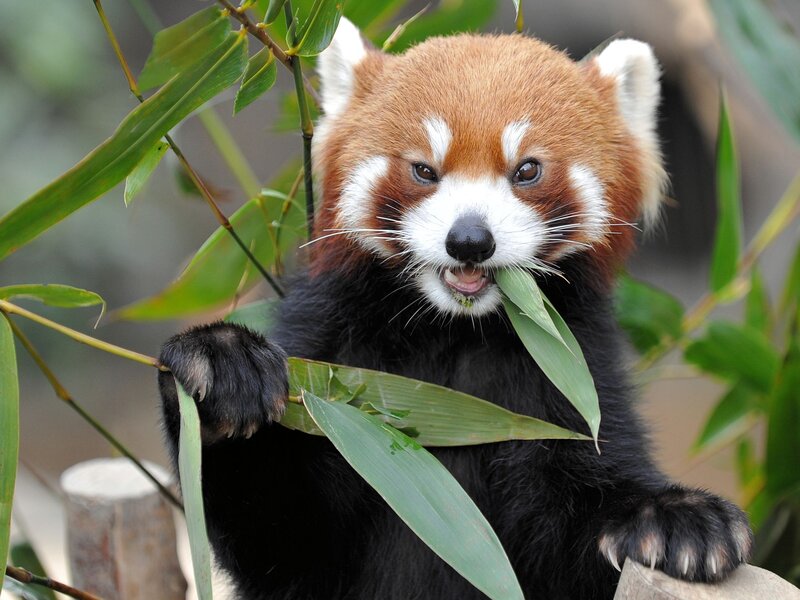 Red Panda Eating Bamboo — Brown, Calm, Photograph, Bamboo Leaves