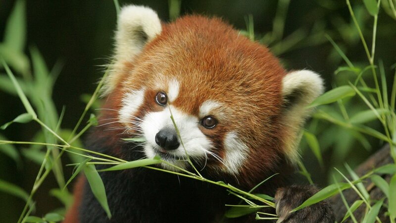 Red Panda Eating Bamboo — Brown, Calm, Photograph, Forest