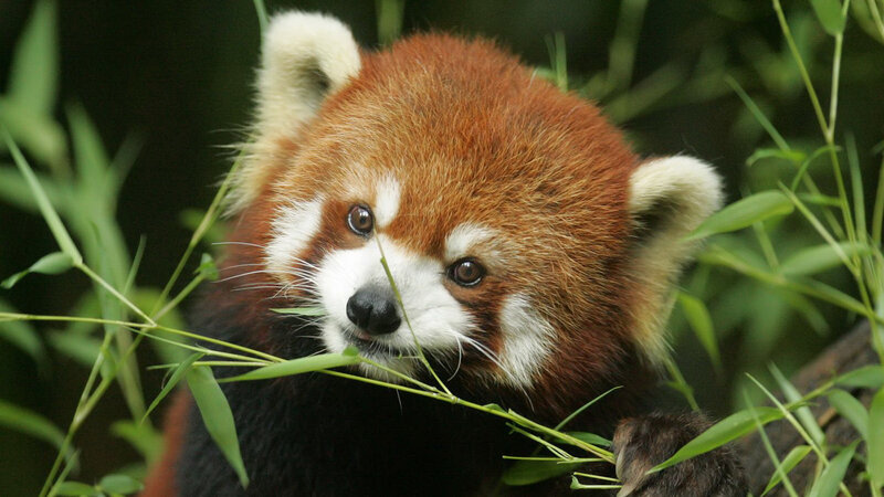 Red Panda Eating Bamboo — Brown, Calm