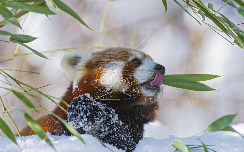 Red Panda Eating Bamboo — Brown, Calm, Winter, Photograph